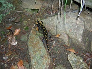 Salamandra della Valgrande......
